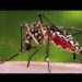 Lluvias recientes dispararán casos de dengue en Sonora: especialista en epidemiología de la UNISON