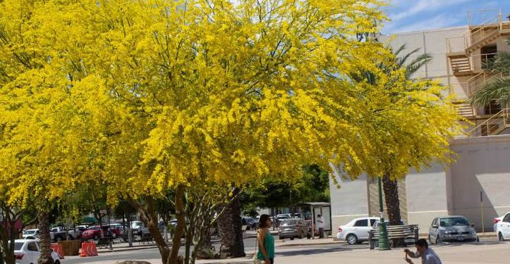 Sonora dará prioridad a flora nativa en áreas verdes para cuidar el agua