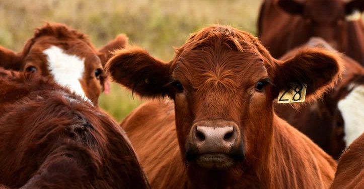 México confirma un caso de gusano barrenador en Nuevo León