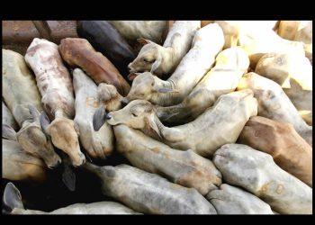 Sector cárnico mexicano critica exigencia de ivermectina contra gusano barrenador