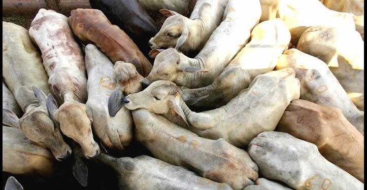 Sector cárnico mexicano critica exigencia de ivermectina contra gusano barrenador