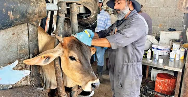 Dejan de exportar 644 mil cabezas de ganado; Sader atiende caso en Nuevo León