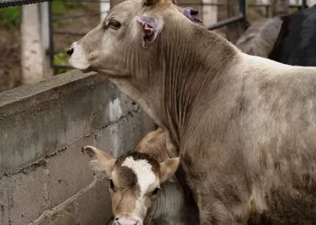México, Sin Cumplir Protocolos Adecuados para Frenar Gusano Barrenador; “Es Inaceptable”: EUA