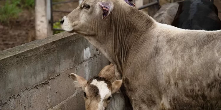 México, Sin Cumplir Protocolos Adecuados para Frenar Gusano Barrenador; “Es Inaceptable”: EUA