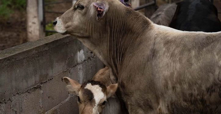 Cierre de frontera a ganado mexicano ha causado pérdidas de mil 300 mdd: CNA