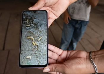 Gusano barrenador amenaza a fauna silvestre; lanzan campaña de prevención