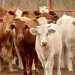 Llama México a EU a reactivar exportación de ganado; confirma contención de gusano barrenador