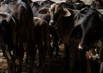 Reitera la AMEG que la única solución contra gusano barrenador son las moscas estériles