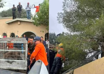 Rescatan a Oso tras Permanecer 36 Horas en lo Alto de un Pino en Agua Prieta