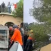 Rescatan a Oso tras Permanecer 36 Horas en lo Alto de un Pino en Agua Prieta