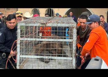 Entregan al Centro Ecológico de Sonora oso capturado en Agua Prieta