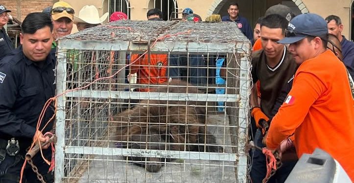 Entregan al Centro Ecológico de Sonora oso capturado en Agua Prieta
