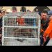 Entregan al Centro Ecológico de Sonora oso capturado en Agua Prieta