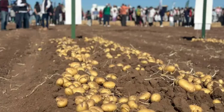 Sinaloa desfasa siembra de papa por sequía
