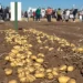 Sinaloa desfasa siembra de papa por sequía