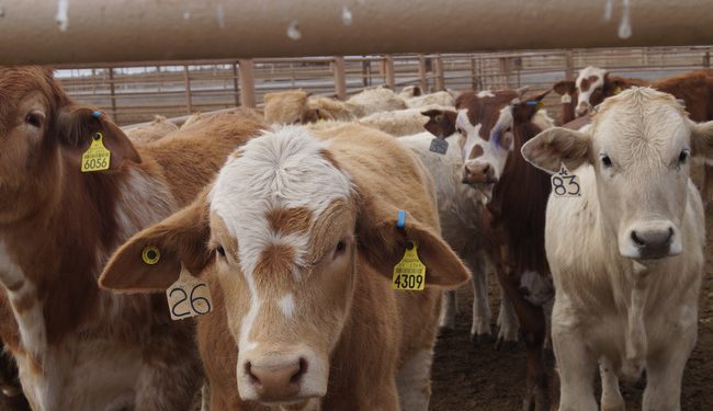 Regresa a su hábitat osa rescatada que estuvo atrapada más de 36 horas en un pino de Agua Prieta