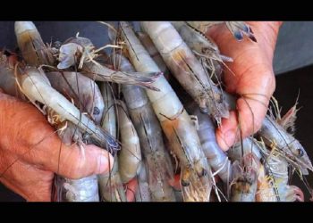 Pescadores ribereños salen a la captura de camarón el próximo viernes