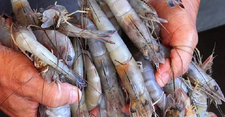 Pescadores ribereños salen a la captura de camarón el próximo viernes