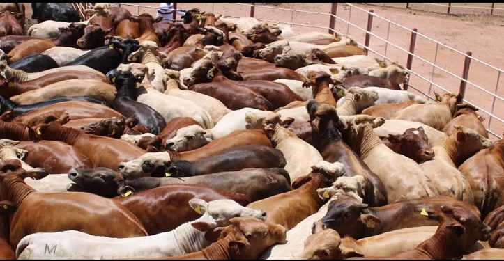 SADER abre convocatoria para que pequeños y medianos productores puedan adquirir sementales