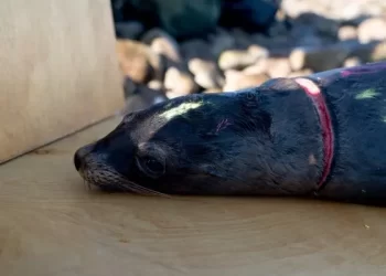 13 leones marinos liberados de redes ilegales