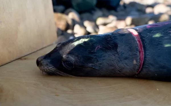 13 leones marinos liberados de redes ilegales