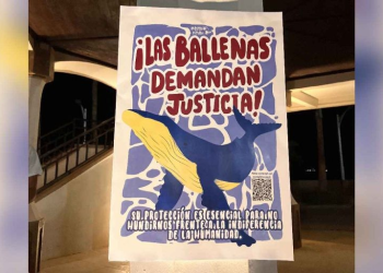 Juez admite demanda histórica por las ballenas del Golfo de California; ONG confirma que lleva el litigio