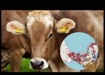 De 1 a 6 mil; así han crecido los casos de gusano barrenador en la frontera sur de México