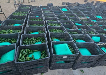 Ejército decomisa más de una tonelada de droga en Sonora