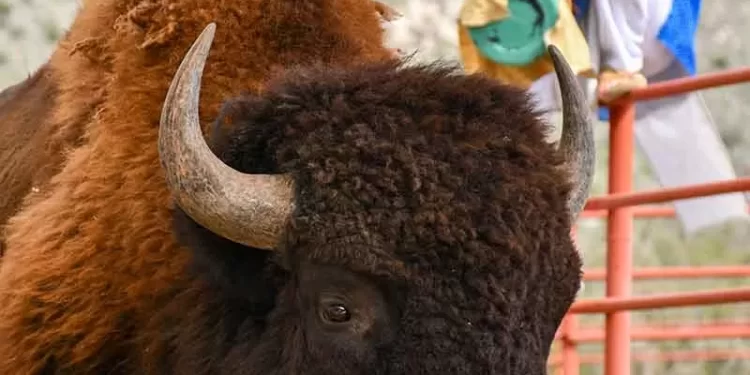 El bisonte llega a Cuatro Ciénegas