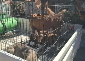 Rescatan a Tres Perros en Malas Condiciones en Hermosillo; Uno Estaba Amarrado con una Cadena