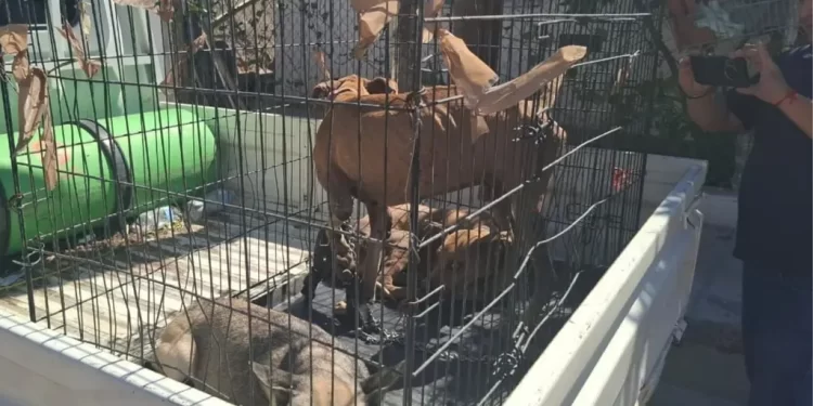 Rescatan a Tres Perros en Malas Condiciones en Hermosillo; Uno Estaba Amarrado con una Cadena