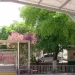 Suspenden Clases en Kínder Donde Niña de 5 Años fue Picada por un Alacrán y Murió en Hermosillo