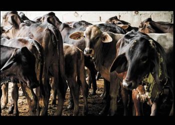 Liberan más moscas contra gusano barrenador