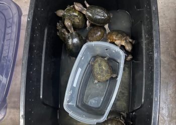 Operativo federal detiene a traficante de totoaba