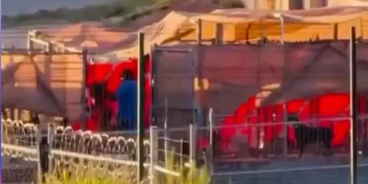 Perros Presuntamente Maltratados en Hotel de Mascotas son Entregados a sus Dueños en Hermosillo