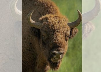 Fundación Pro Cuatrociénegas lucha por reintroducir el bisonte en México