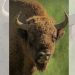 Fundación Pro Cuatrociénegas lucha por reintroducir el bisonte en México