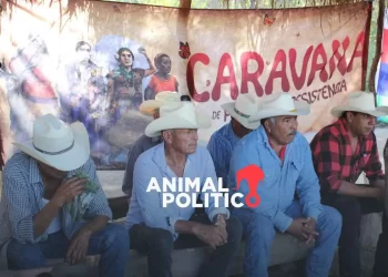 Prohíben capturar medusas pequeñas en Sonora: nueva medida busca proteger la especie