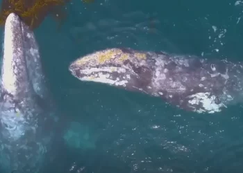 Autoridades Federales Revisan Viabilidad de Proyecto Saguaro Energy