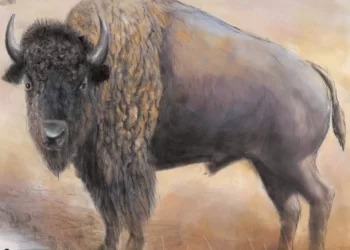 Aquí hay un vistazo al bisonte americano, una de las mejores historias de conservación