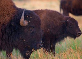 Día Mundial de los Animales: 5 especies clave de México