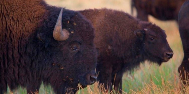 Día Mundial de los Animales: 5 especies clave de México