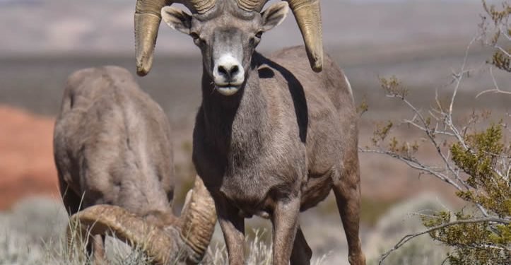 Presentarán en el Congreso Mundial de la Naturaleza de la UICN proyecto sobre el Borrego Cimarrón del Desierto
