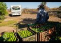 Pelean el limón cinco cárteles