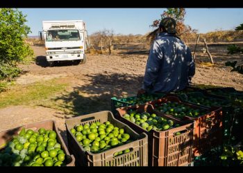 Pelean el limón cinco cárteles