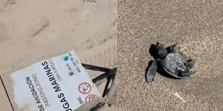 Crías de tortugas mueren mientras vandalizan letreros en Sonora