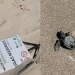 Crías de tortugas mueren mientras vandalizan letreros en Sonora