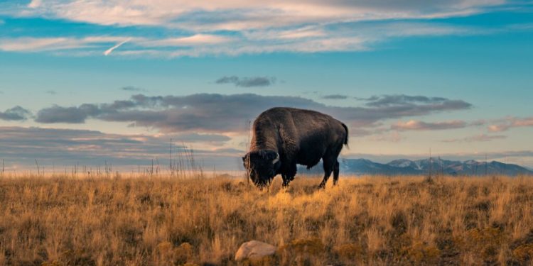 Confirmado: esta criatura extinta de 9.000 años fue hallada intacta y la ciencia planea resucitarla