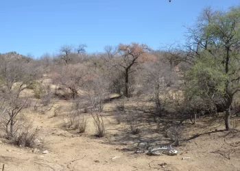 21 de los 72 municipios de Sonora ya no están en sequía después de las lluvias de septiembre