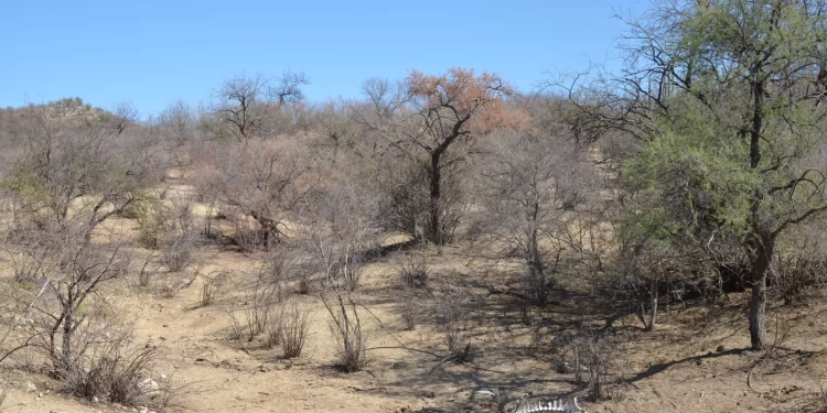 21 de los 72 municipios de Sonora ya no están en sequía después de las lluvias de septiembre